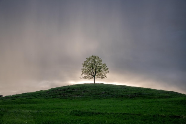 Un árbol en una colina durante el tiempo lluvioso