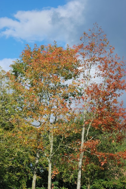 Árbol en colores otoñales