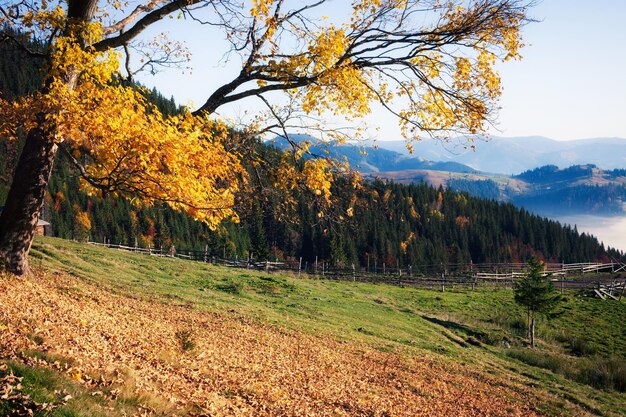 Foto Árbol de colores de otoño