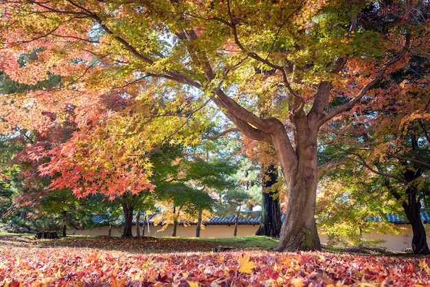 El árbol colorido de la naturaleza hermosa se va en la estación del otoño en Kyoto, Japón.