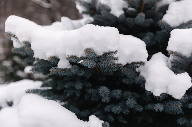 Árbol de coníferas al aire libre en invierno macro foto de árbol de navidad cubierto de nieve