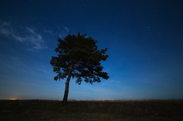 Foto Árbol de coníferas en una superficie del cielo estrellado nocturno