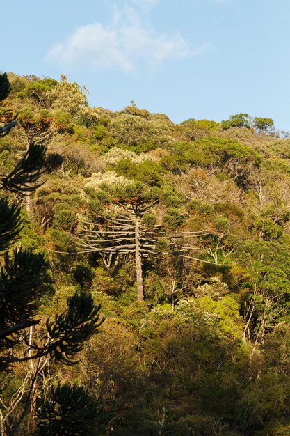 árbol conocido como araucaria al aire libre en Río de Janeiro, Brasil