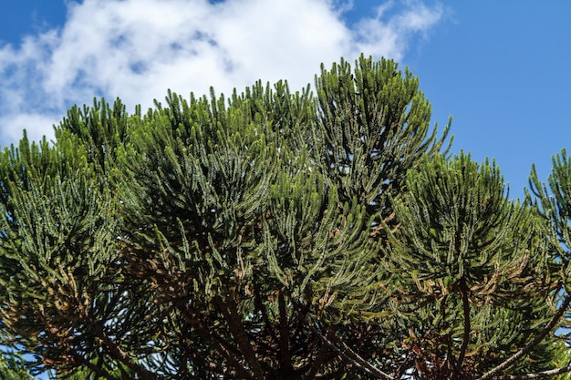 árbol conocido como araucaria al aire libre en Río de Janeiro, Brasil