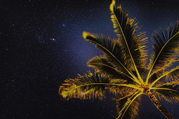 Foto Árbol contra el cielo por la noche