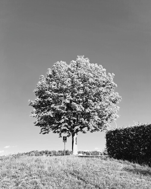 Foto Árbol contra el cielo