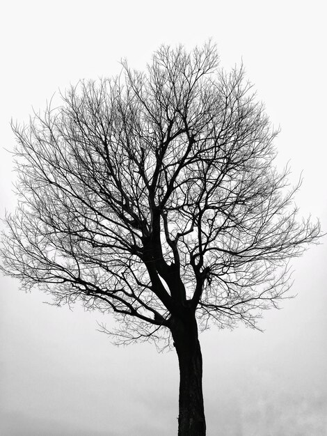 Foto Árbol contra el cielo