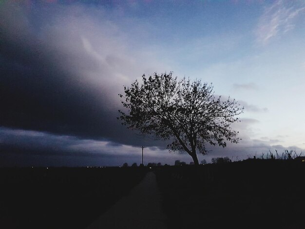 Árbol contra el cielo