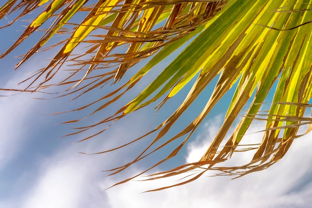 Arbol contra el cielo