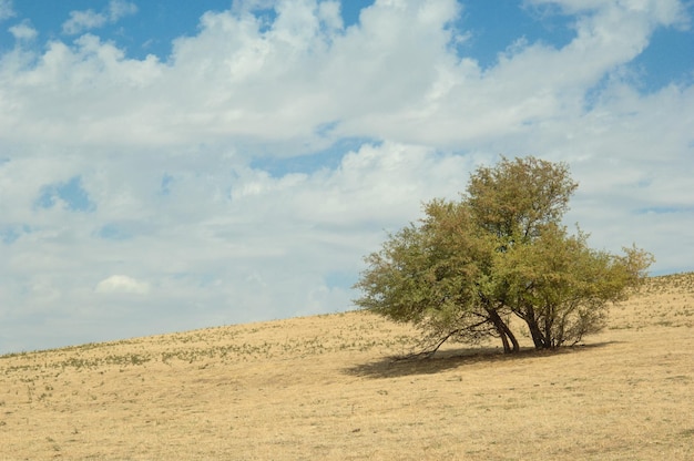 árbol contra el cielo