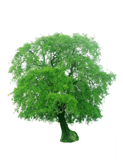 Árbol contra un fondo blanco