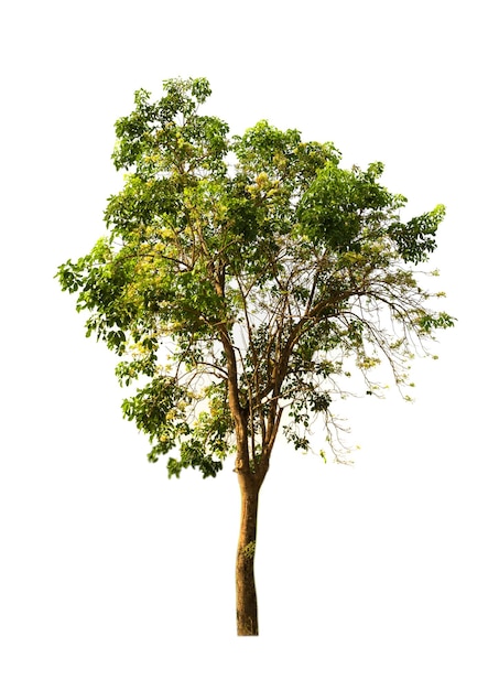 Foto Árbol contra un fondo blanco