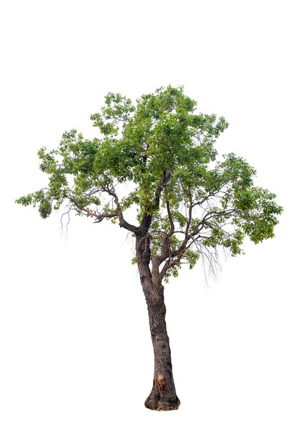 Foto Árbol contra un fondo blanco