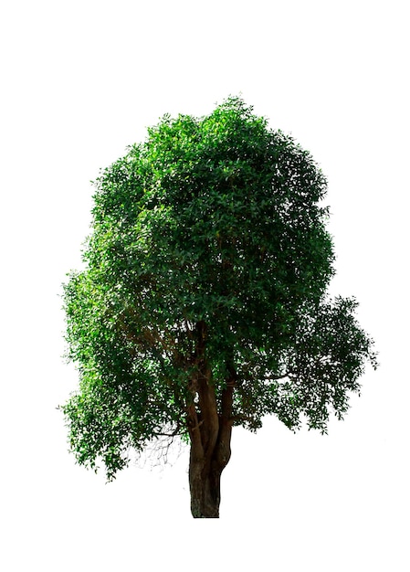 Árbol contra un fondo blanco