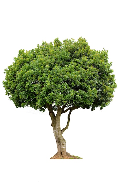 Árbol contra un fondo blanco