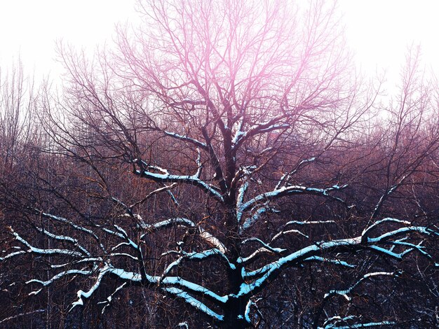 Foto el árbol de la corona de invierno en la iluminación rosada del atardecer