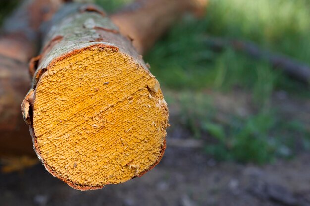 Foto Árbol cortado en el bosque de verano