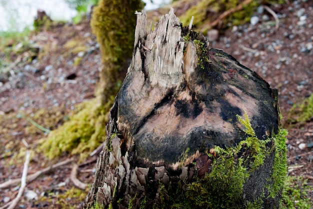 Un árbol cortado por un castor en Alaska