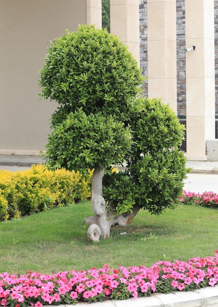 árbol cortado decorativo exótico en verano