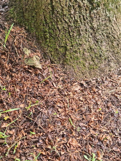 Un árbol con una corteza cubierta de musgo y un tronco de árbol.