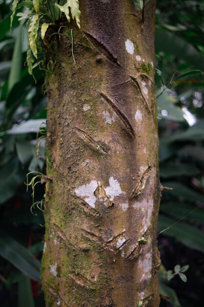 árbol de corteza