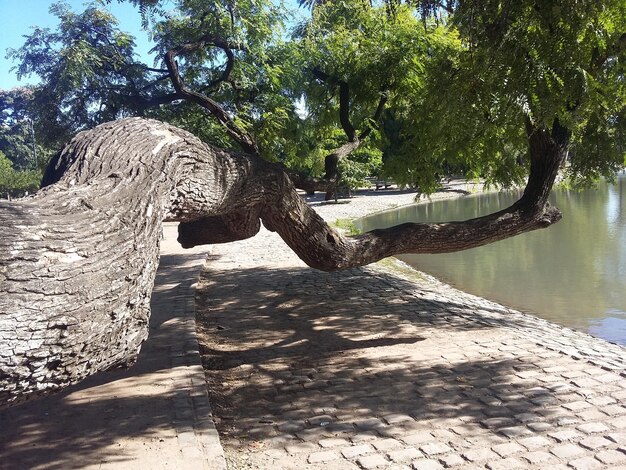 El árbol crece horizontalmente cerca del estanque de la ciudad Buenos Aires Argentina