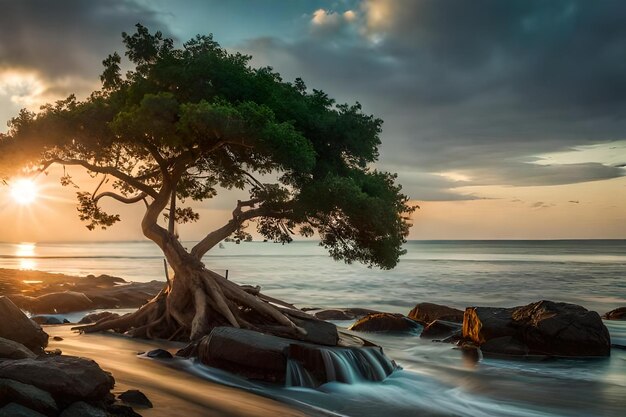 Un árbol crece en las rocas al atardecer.