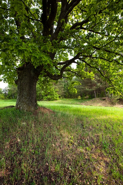 El árbol crece solo en un campo en verano del año.