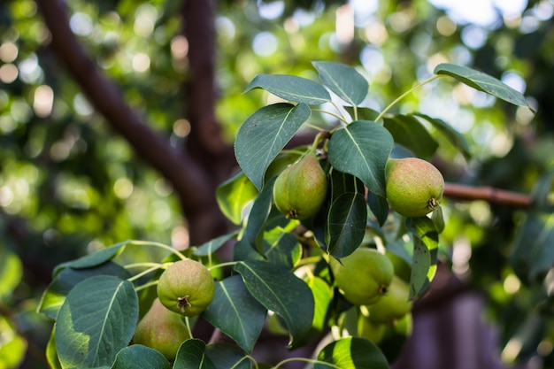 En el árbol crecen peras verdes frescas. Peral con peras. día soleado