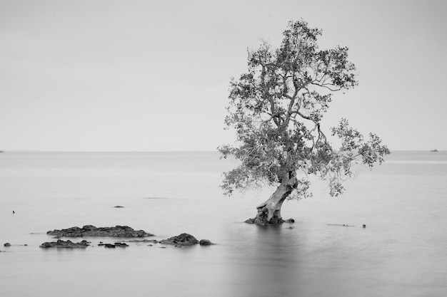 Árbol creciendo en el mar contra el cielo