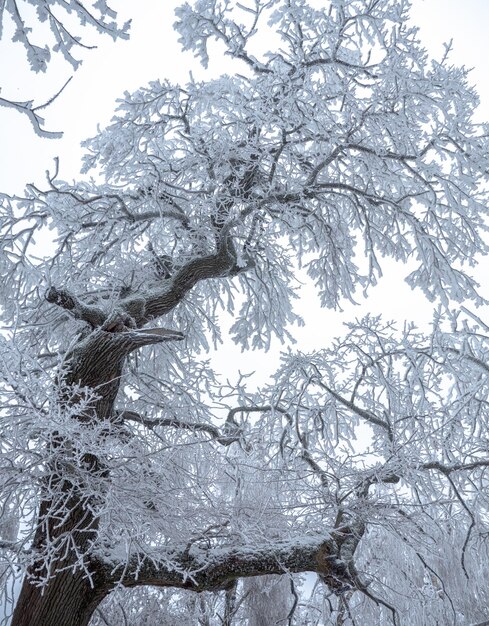 árbol cubierto de escarcha cubierto de nieve