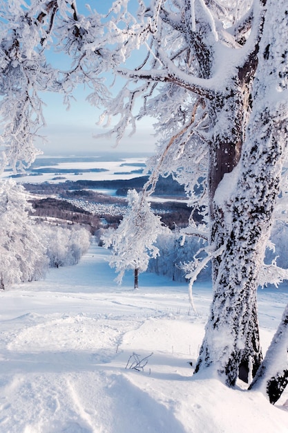 Árbol cubierto de nieve en el campo durante el invierno