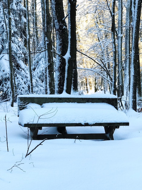 Árbol cubierto de nieve contra árboles desnudos durante el invierno