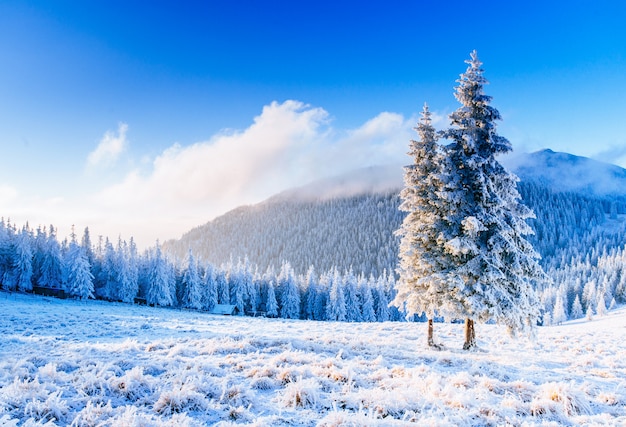 Foto Árbol cubierto de nieve de invierno mágico