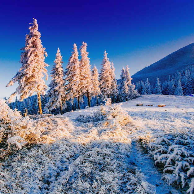 Árbol cubierto de nieve de invierno mágico