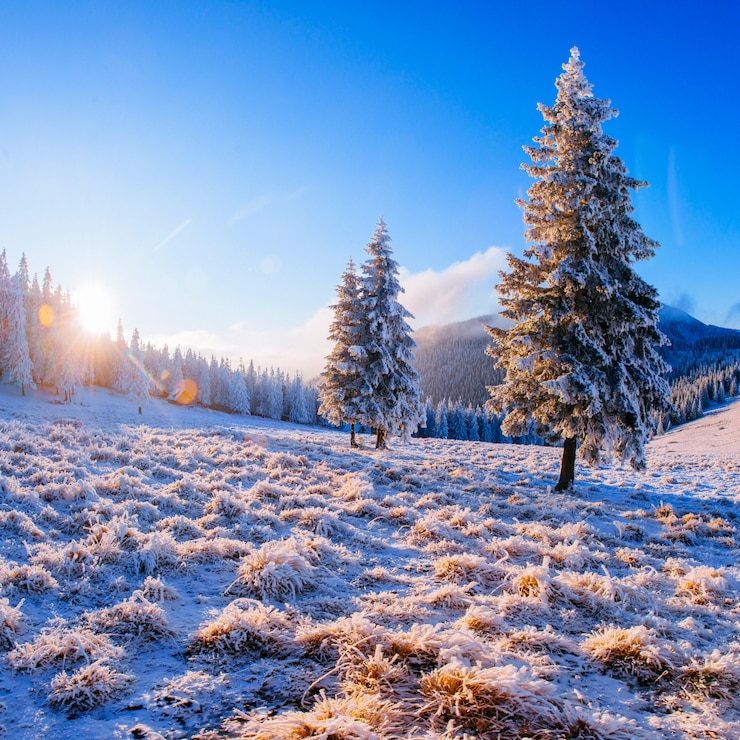 Foto árbol cubierto de nieve de invierno mágico