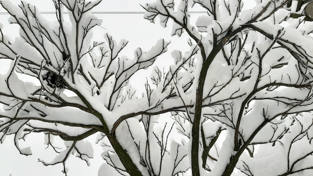 Árbol cubierto de nieve recién caída en un día de invierno nevado