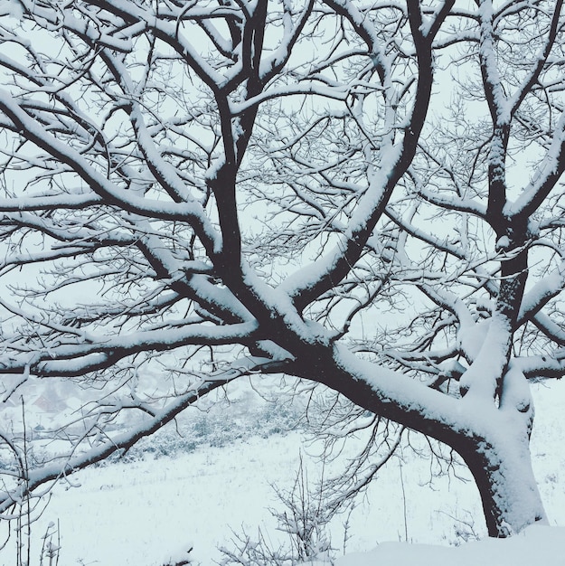 Foto Árbol cubierto de nieve