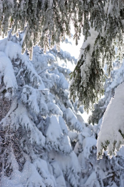 Árbol cubierto de nieve