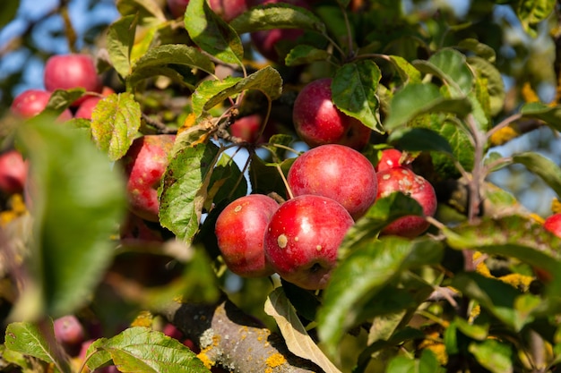 De un árbol cuelgan manzanas rojas maduras y jugosas. Enfoque selectivo