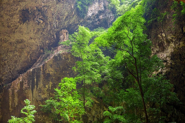 árbol en la cueva