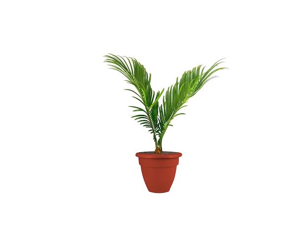 Árbol de Cycas circinalis sobre un fondo blanco