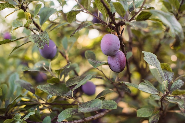 Arbol de Arandanos Dando Frutos