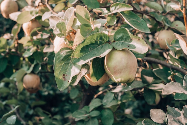 Arbol de membrillo dando frutos