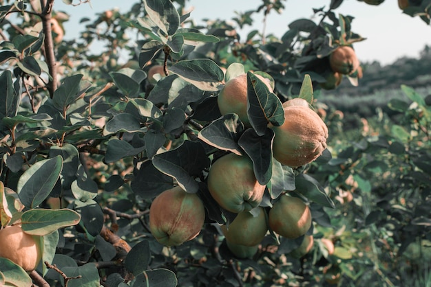 Arbol de membrillo dando frutos