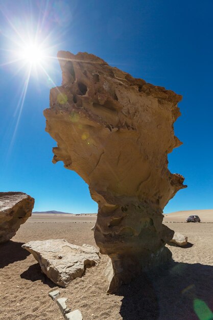 Foto arbol de piedra