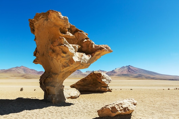 Foto arbol de piedra