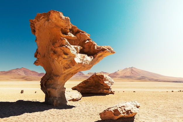 Foto arbol de piedra