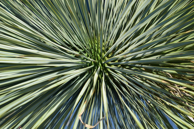 Foto Árbol decorativo un fondo en perspectiva creado por las hojas del árbol.