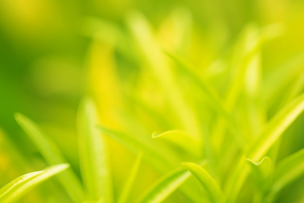 El árbol deja el bokeh para el fondo de la naturaleza y ahorra el concepto verde, el foco abstracto, suave y de la falta de definición